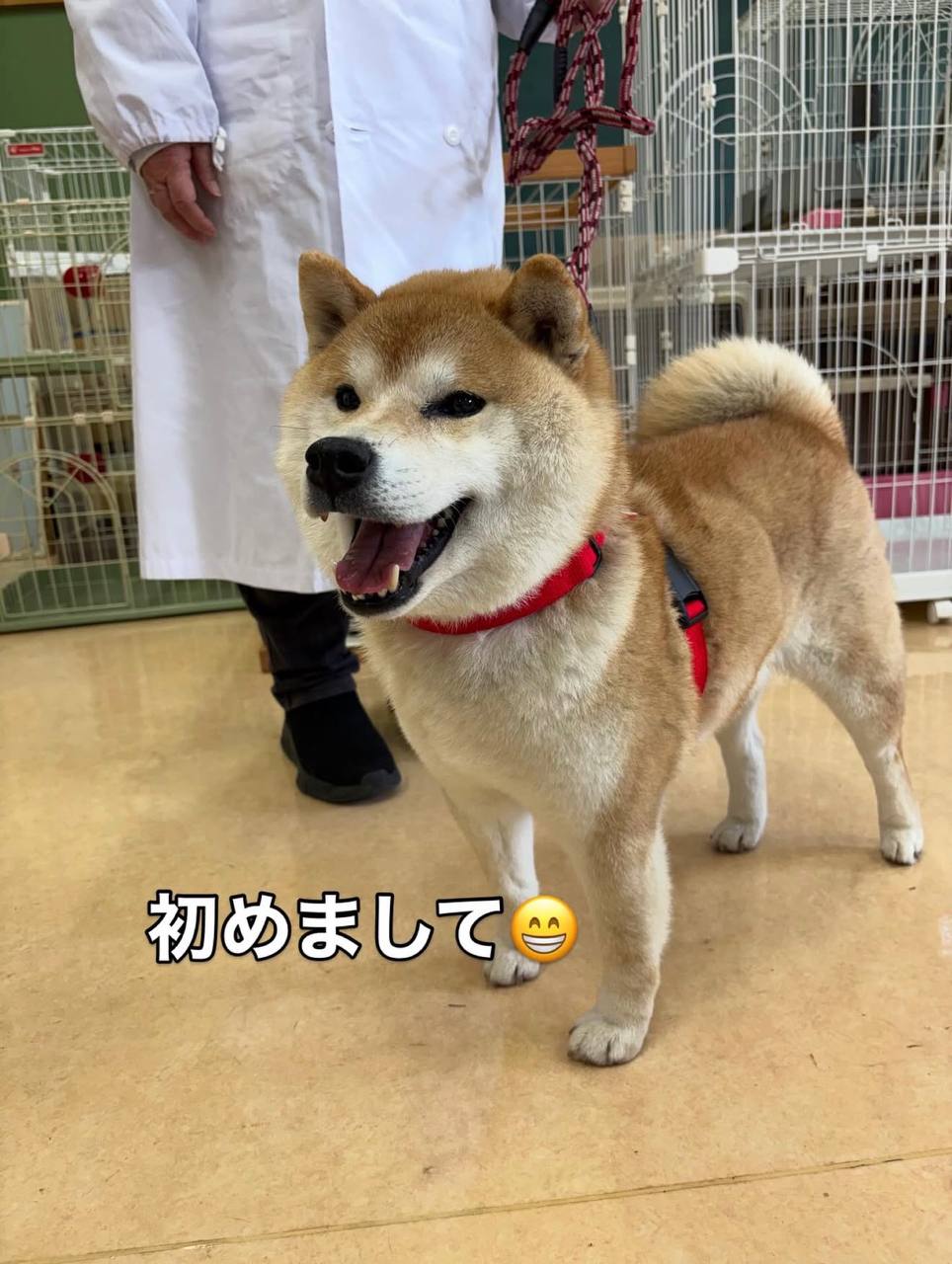 Korosuke at the rescue center - Nice to meet you!